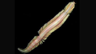 Technicolor 'living magic carpet' deep-sea worm discovered near methane seep off Costa Rica