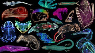Striking virtual 3D scans reveal animals' innards — including the last meal of a hognose snake