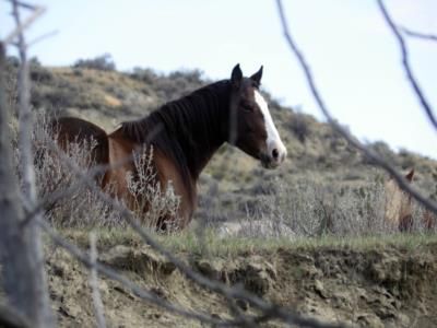 Congress Supports Advocates In Effort To Save Wild Horses