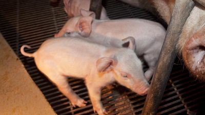 Pork lobby defends blunt force euthanasia of piglets