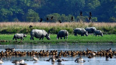 Assam Cabinet decides to de-notify prime rhino habitat