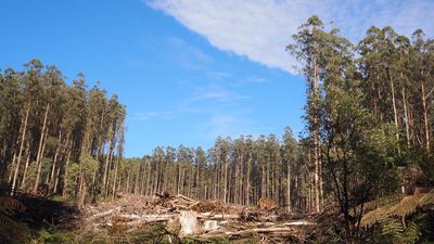 Saws down as state's forest logging firm gets the chop