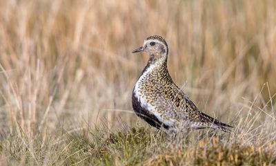 Country diary: The fields are alive with the sound of waders