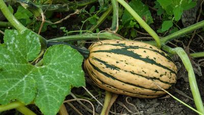 How to grow squash successfully from seed – by sowing indoors or outdoors