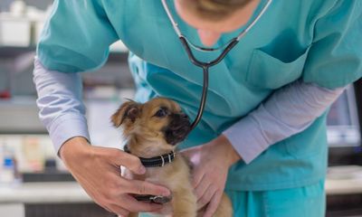 Wednesday briefing: How ‘unprecedented’ vet costs have made pets almost unaffordable