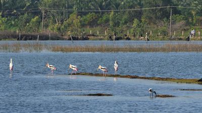 Conservationists to propose Kazhuveli watershed region in T.N. for nomination to World Monuments Fund Watch 2025