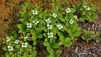 How to grow bunchberry dogwood – the ideal groundcover plant for shady spots