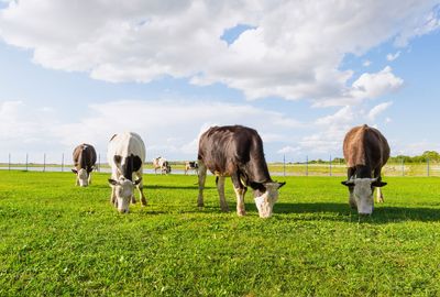 Is carbon-neutral beef possible?