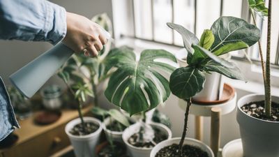 Are monstera plants toxic to pets? What to know if you have both under your roof