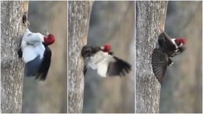 Watch woodpecker evict starling that stole its nest by yanking it out with its beak