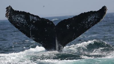 7,000 humpback whales died in the North Pacific over 10 years — and 'the blob' is to blame