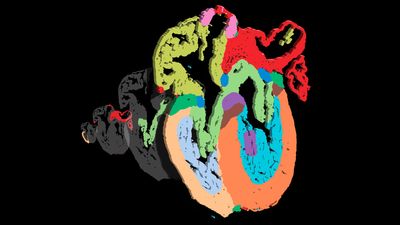 Never-before-seen cells unveiled in detailed map of developing human heart