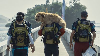 Arthur the King review: Mark Wahlberg and co. are dog-tired in this 'ruff' movie
