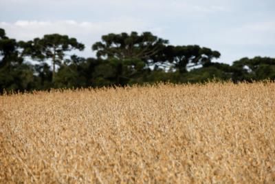 Brazil's Soy And Corn Crop Estimates Expand Amid Weather Challenges