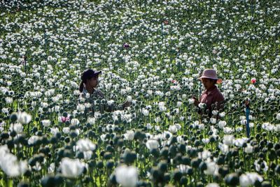 Boom Times For Myanmar Opium Farmers As Coup Chaos Bites