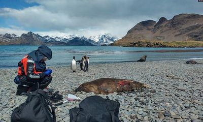 Bird flu: access to Ernest Shackleton’s grave ‘blocked by dead seals’