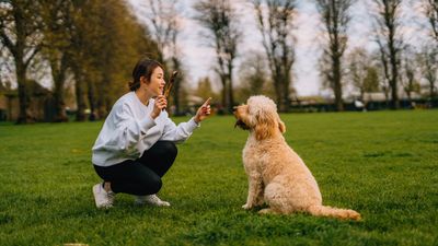 Expert reveals what to remember when training your dog (and her advice will help strengthen your relationship)