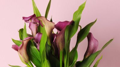 How to care for calla lilies — 8 essential factors to get right