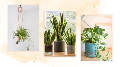 The top 5 easiest houseplants to keep alive, for even the most novice of plant owners