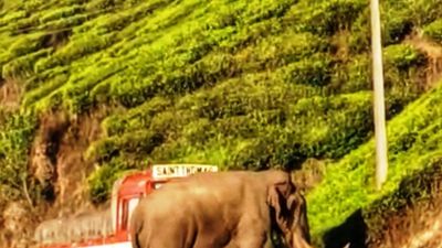 Kerala government to adopt mitigation steps to address man-animal conflicts
