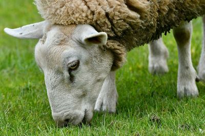 Man Faces Prison Time For Creating ‘Giant’ Hybrid Sheep To Offer Bigger Hunting Trophies