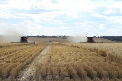 Chinese Buyers Postpone Australian Wheat Purchases Amid Global Surplus