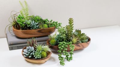 Best fast-growing succulents – 5 varieties that will quickly double in size