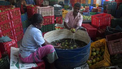 The mystery of Muthalamada’s shrinking mangoes