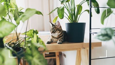 What houseplants are toxic to cats? Plant experts warn of 5 species that cat owners should avoid