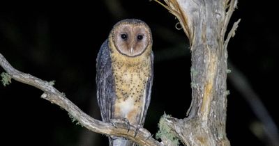 Mysterious masked owl spotted after a decade of searching Barrington Tops
