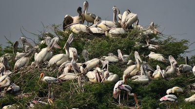 Over 1.50 lakh migratory birds visited sanctuaries, wetlands in Andhra Pradesh this winter, say forest officials