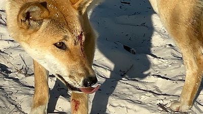 German tourist bitten on leg by dingo at tourist spot
