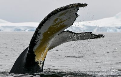 Whale Of A Tail: Scientists Track Unique Humpback 'Fingerprint'