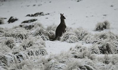 Australian Alps face world’s largest loss of snow by end of century, research shows