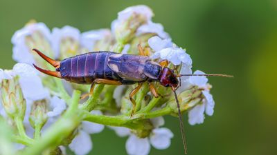 Discover how to get rid of earwigs in your yard – with expert advice from professional gardeners