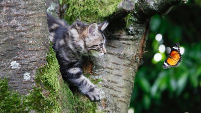 32 cat breeds that prefer being outdoors