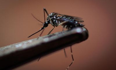 Brazil to release millions of anti-dengue mosquitoes as death toll from outbreak mounts