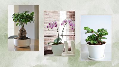 5 of the hardest houseplants to keep alive, according to plant experts