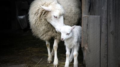 Hikers rescue heavily pregnant sheep stuck on her back ahead of lambing season