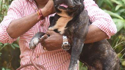 Ban on ferocious dog breeds disheartens pet entrepreneurs in Malabar