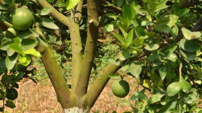 State-level meeting on sweet lime farmers’ issues in Nalgonda on March 17