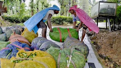 Total sale of dust tea through public auction opposed