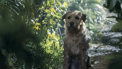 Arthur the King ending explained: does the dog survive?