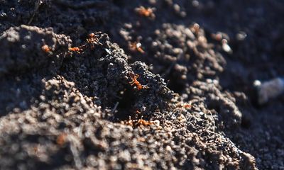 ‘Wildly toxic’ poison used on fire ants is killing native Australian animals, experts warn Senate inquiry