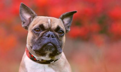 Number of abandoned French bulldogs increases sharply in England and Wales