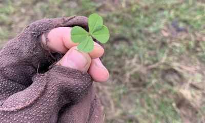Country diary: A little miracle by my feet – a four-leaf clover