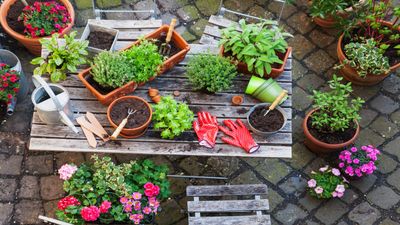 Spring gardening checklist: 10 essential jobs to spruce up your yard