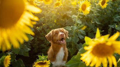 5 tips for keeping your pets stress-free this spring, according to a vet