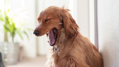 How to get my dog to stop whining