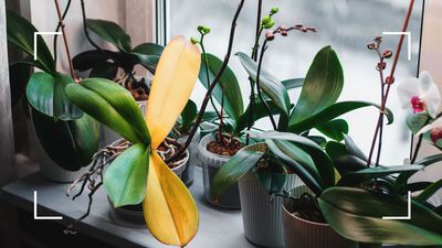 Why are my orchid leaves turning yellow? Experts share 6 reasons your plant may be taking a turn for the worse